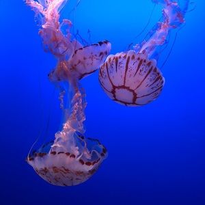 Meet your Posher, Mallory